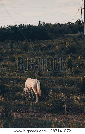 A White Hourse Eating Grass In The Field Concept. Nature Landscape With Animals. Summer Season Outdo