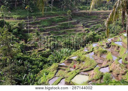 Tegalalang Rice Terraces In Ubud, Bali. Tegalalang Rice Terrace Is One Of The Famous Tourist Objects