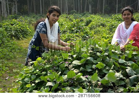 Two Indian Girls Wearing Salwar Kameez And A White Dhupatta Tendering A Broad Beans Or Flat Lima Bea