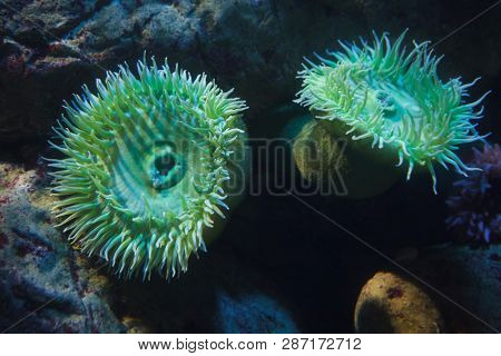 Giant green anemones (Anthopleura xanthogrammica). 
