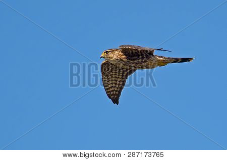 A Merlin Falcon In Flight Against Blue Sky