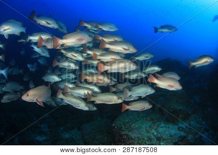 Red Snapper fish