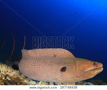 Giant Moray Eel 
