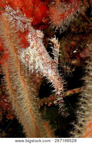 Ornate Ghost Pipefish 