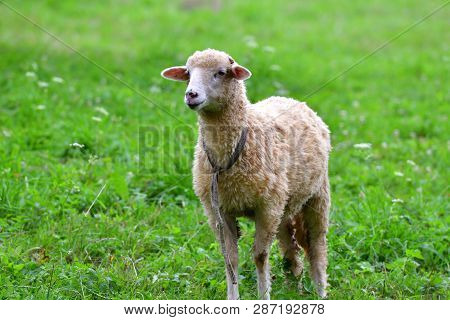 Head Detail Sheep Grazing The Grass On Meadow
