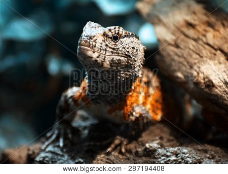Close Up Of Chinese Crocodile Lizard (shinisaurus Crocodilurus). Teal And Orange Photo Filter.