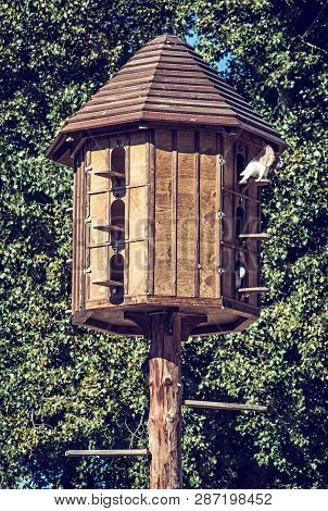Wooden Dovecote With Pigeons In Forest. Natural Scene. Blue Photo Filter.