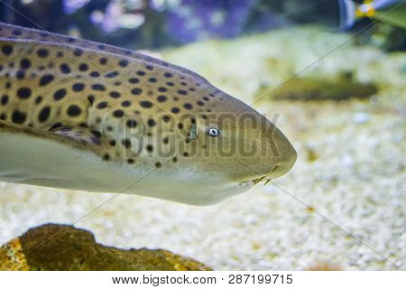The Head Of Zebra Shark Swims At A Coral Reef In The Indian Ocean.