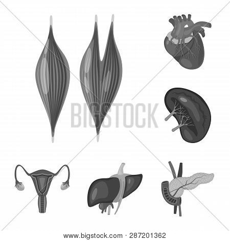 Vector Illustration Of Internal And Medical Symbol. Set Of Internal And Health Stock Vector Illustra