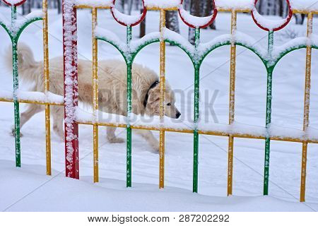 Watch Dog Behind The Fence In The Snow. Akbash