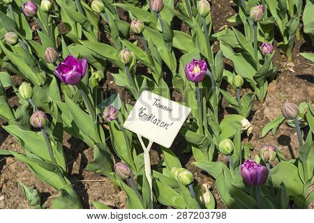 Tulipa Of The Emblazon  Species On A Flowerbed. Translation Of The Word On Nameplate: 