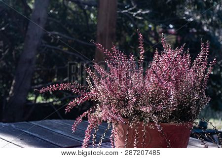 Blooming Heather In The Garden In Spring