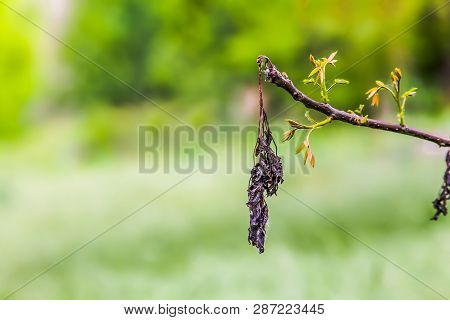 Walnut Leaves After Frosting. Dried Frozen Tree Leaves In Spring After Cold Nights. Loss Of Harvest 