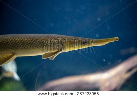 Longnose Gar (lepisosteus Osseus) Can Be Found In Freshwater In America
