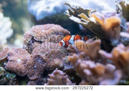 Orange Clownfish Swimming In A Coral Reef