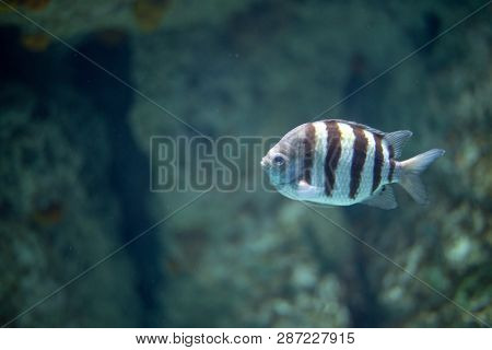 Sergeant Major (abudefduf Saxatilis)  In The Ocean