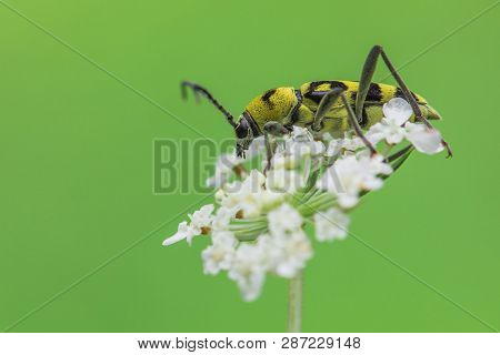 Longhorn Beetle Chlorophorus Varius In Czech Republic