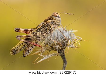 Cross Grasshopper Oedaleus Decorus In Croatia, Krk