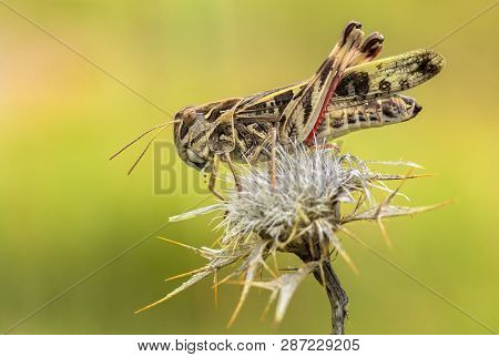 Cross Grasshopper Oedaleus Decorus In Croatia, Krk