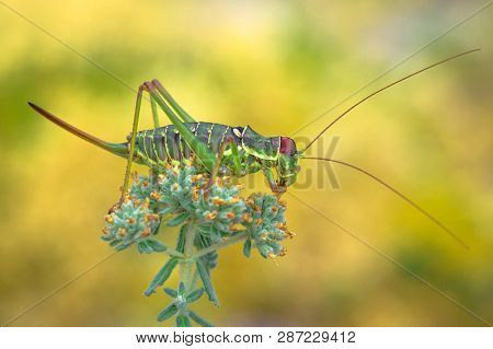 Dalmatian Saddle Bush-cricket Ephippiger Discoidalis In Croatia, Krk