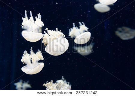 Jellyfish Swimming In The Open Sea