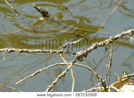 Photo Of A Broad-bodied Chaser Sitting On A Branch Next To A Water