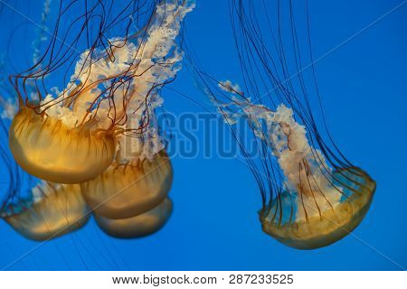 Jellyfish Swimming In The Open Sea