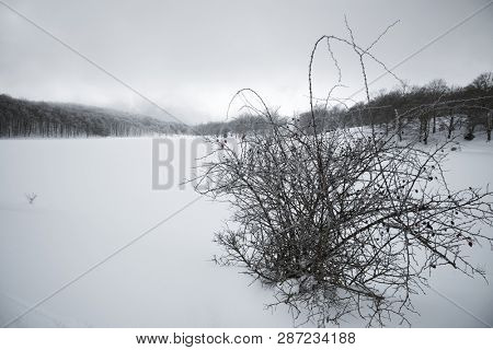 shape wild dog rose bush by winter Maulazzo Lake in Nebrodi Park, Sicily