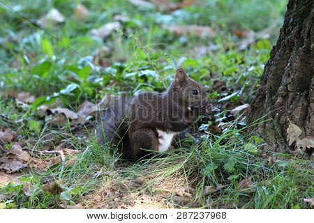 Dark Grey Squirrel Sitting In Front Of Tree And Eating Nut Surrounded With Uncut Grass In Local Park
