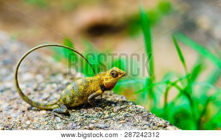 View On Chameleon Next To Sigyria In Sri Lanka