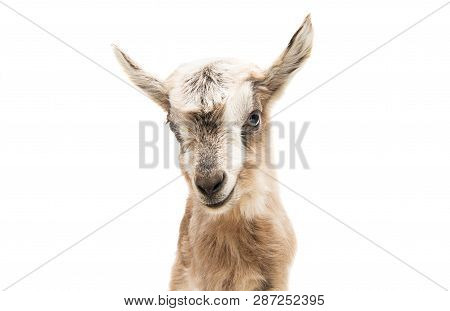 Little Goat Animals Isolated On White Background