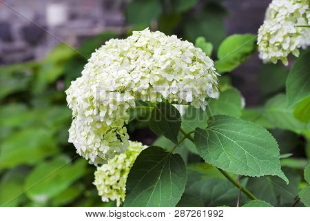 Blooming White Annabelle Hydrangea Arborescens (commonly Known As Smooth Hydrangea, Wild Hydrangea, 