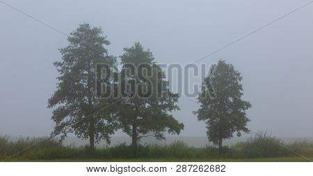 Three Deciduous Tree In Mist