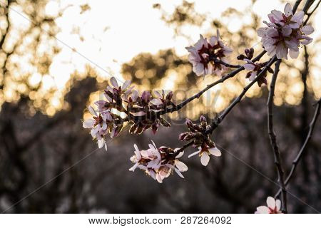Flowering Almond Trees