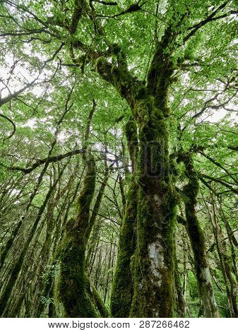 Crown Of Old Dry Wood Overgrown With Moss In A Dense Rainforest In Cloudy Day. Mossy Wood Texture. O