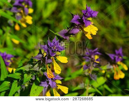 Wood Cow-wheat Or Melampyrum Nemorosum Blossom Macro, Selective Focus, Shallow Dof