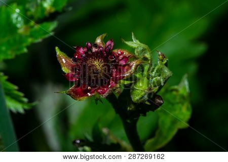 Flower Of Purple Marshlocks Or Swamp Cinquefoil, Comarum Palustre Macro, Selective Focus, Shallow Do