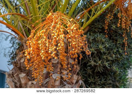 Flowering Date Palm Tree, Date Palm Fruits, Orange Date Palm Clusters In The Garden.