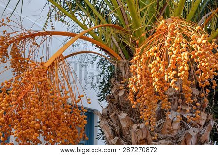 Flowering Date Palm Tree, Date Palm Fruits, Orange Date Palm Clusters In The Garden.