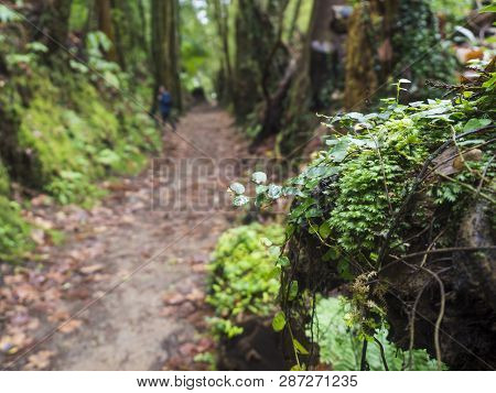 Close Up Of Lush Green Tropical Vegetaion Ivy, Moss And Ferns On Footpath At Hiking Trail In Forest 