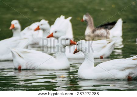Group Of Ducks Geese Swimming In The Pond