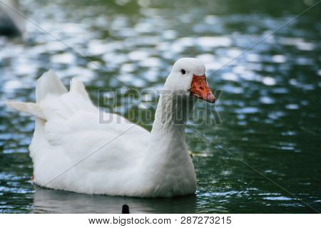 Lone Duck Swimming In The Pond Animal Water