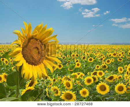 Girasoles