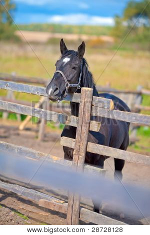 Kestane at