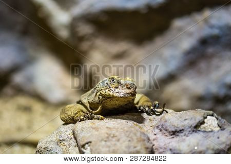 The Lizard (latin Name Sauromalus Obesus) On The Rock. Detail Of Reptile Animal