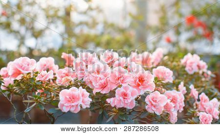 Closeup Of Flowering Colourful Azaleas In Greenhouse In Sunny Day With Beautiful Light, Soft Focus, 
