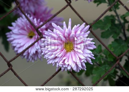 Single Chrysanthemum Or Chrysanth Flowering Plant With Fully Open Blooming Violet Flower Growing Thr