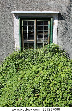 Very Dense Bunch Of Green Crawler Plants In Front Of Old Wooden Frame Window With Cracked Dilapidate