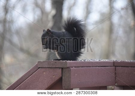 Black Squirrel Eating Birdseed On A Back Porch Deck Railing In Winter