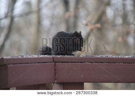 Black Squirrel Eating Birdseed On A Back Porch Deck Railing In Winter